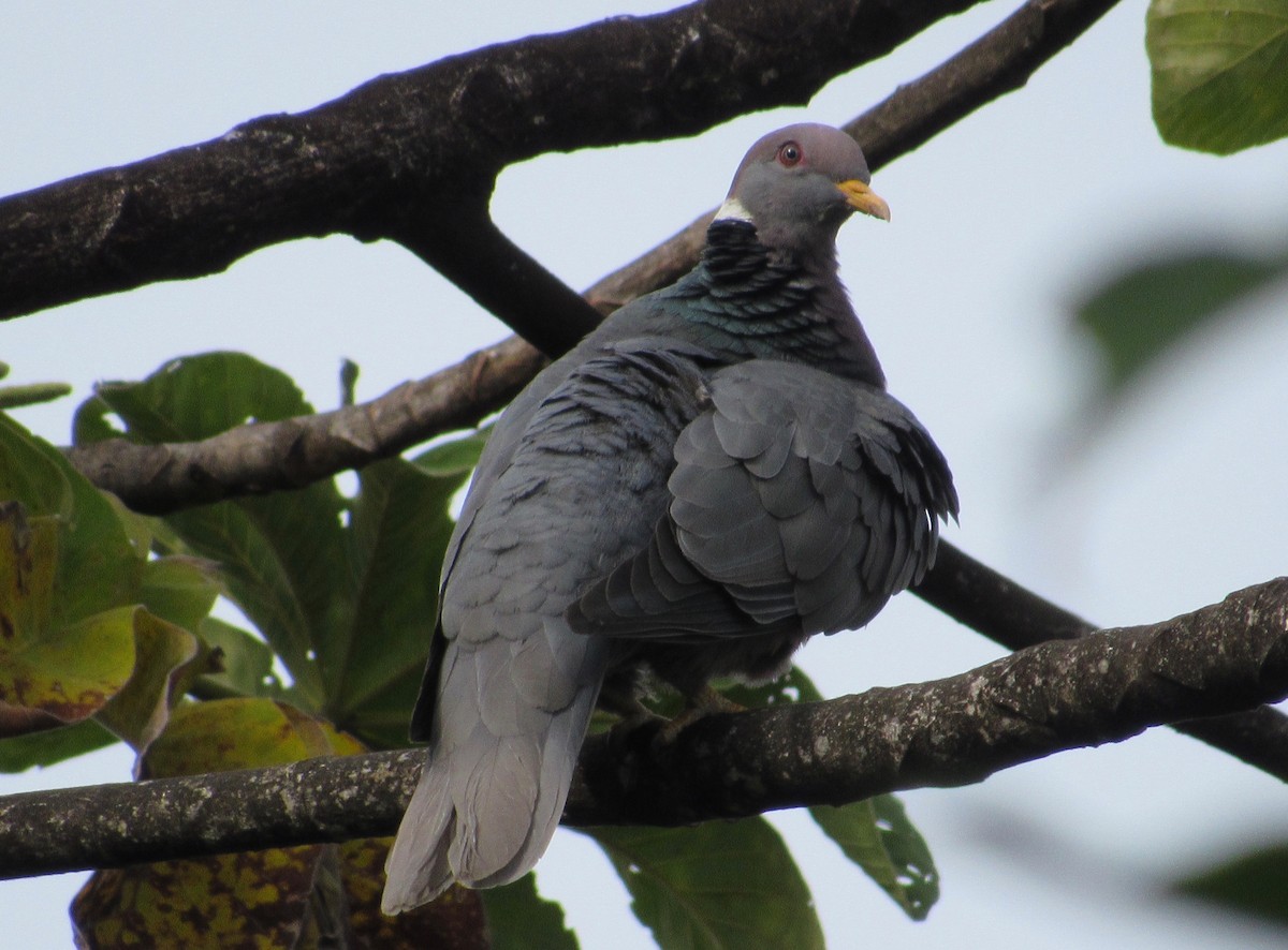 Band-tailed Pigeon - ML210980571