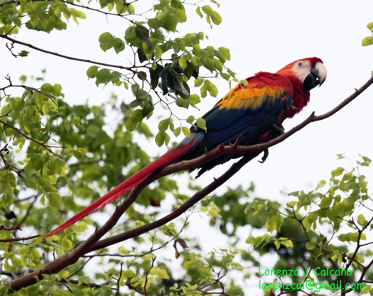 Scarlet Macaw - ML210981001