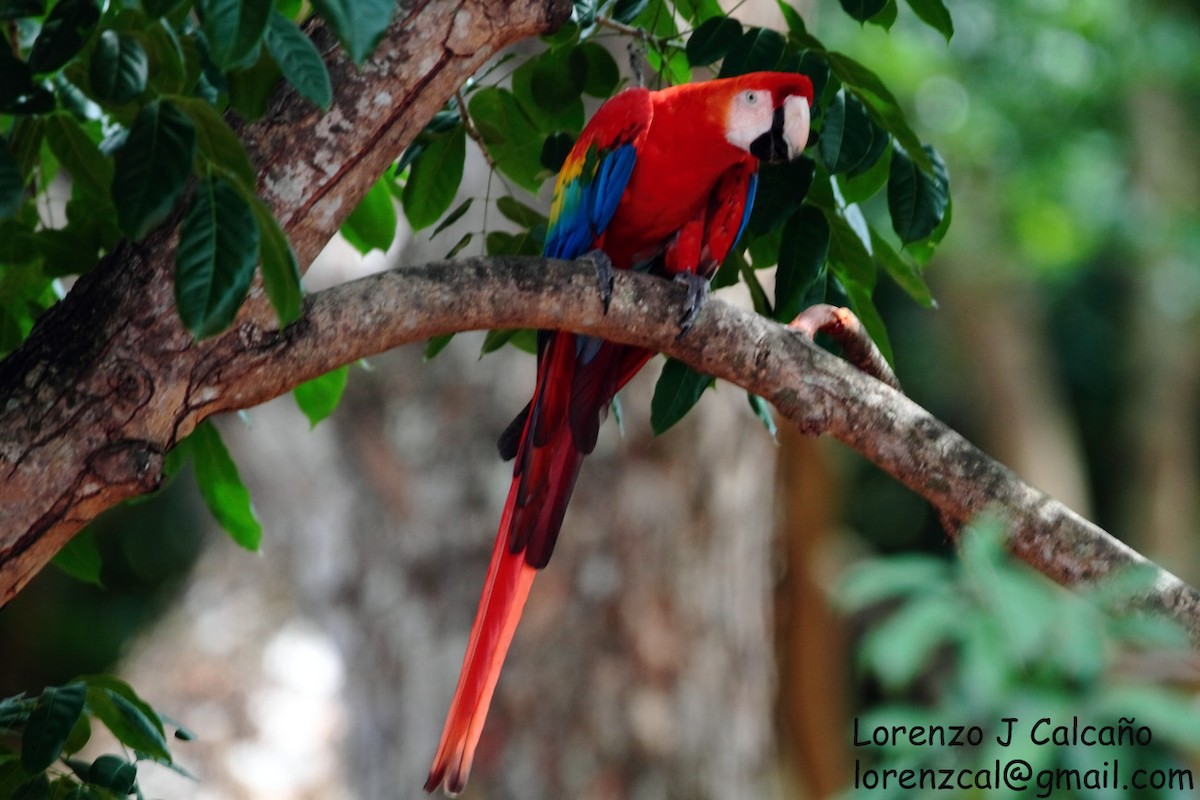 Scarlet Macaw - ML210981311