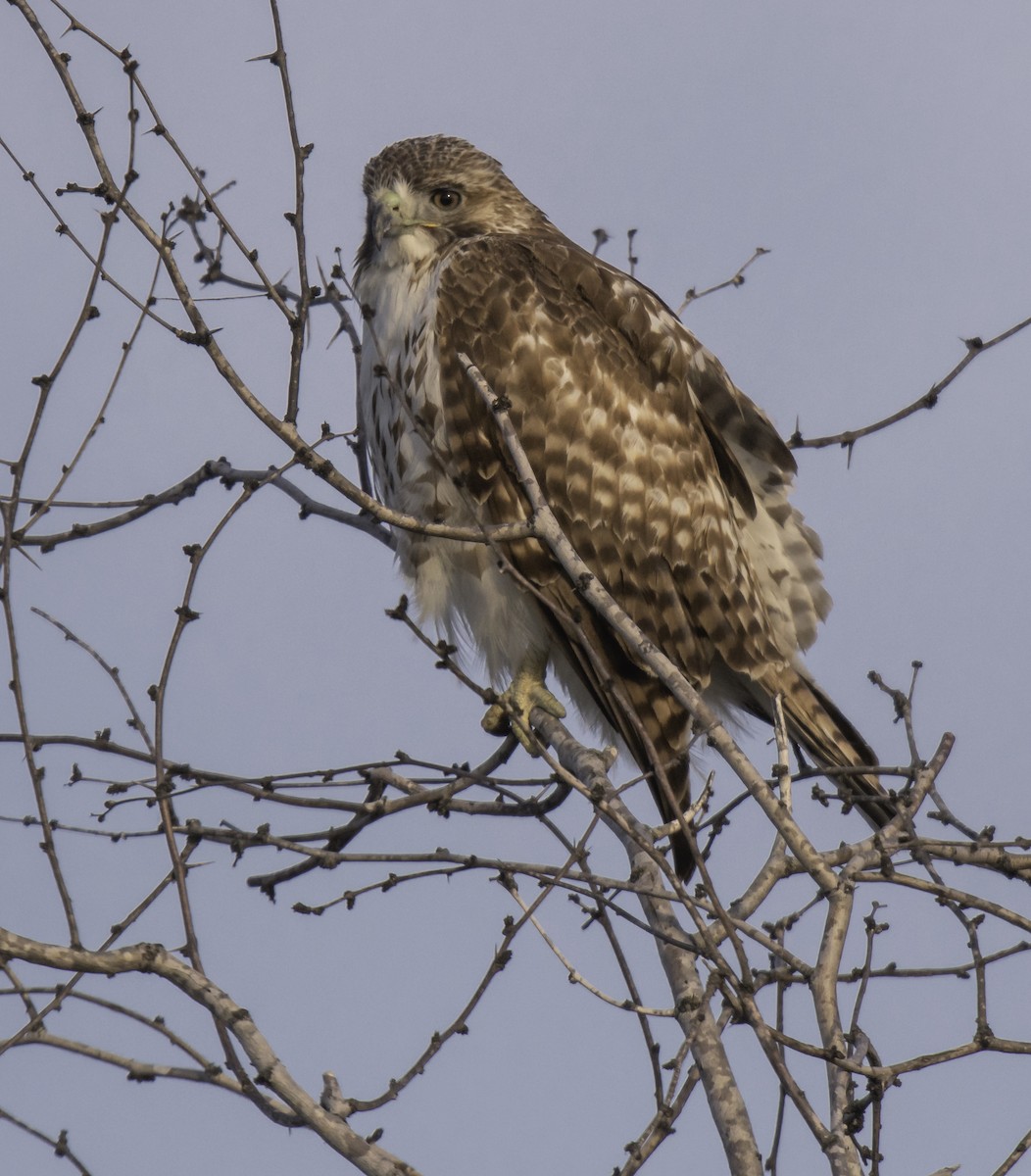 Red-tailed Hawk - ML210981361