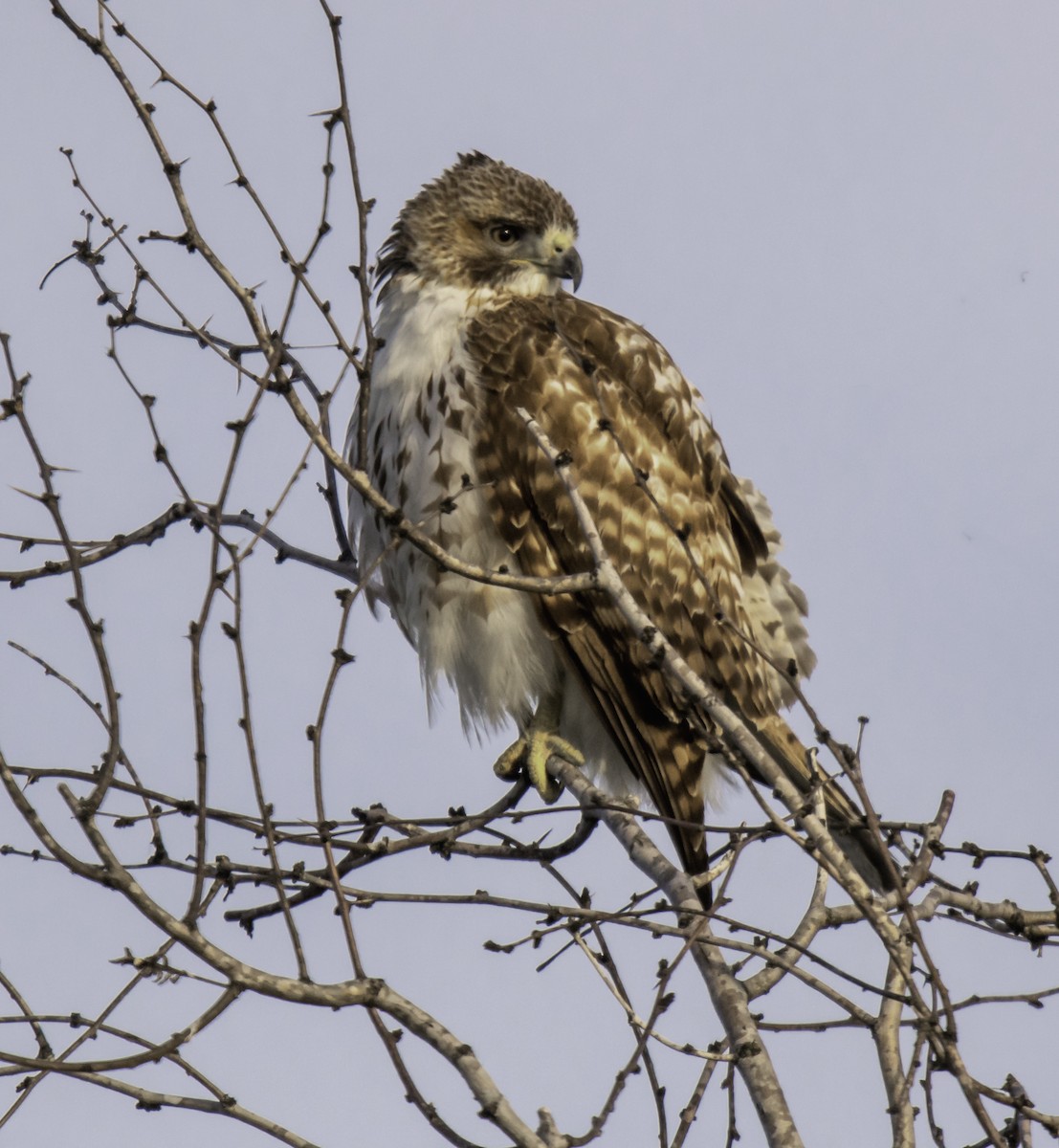 Red-tailed Hawk - ML210981381