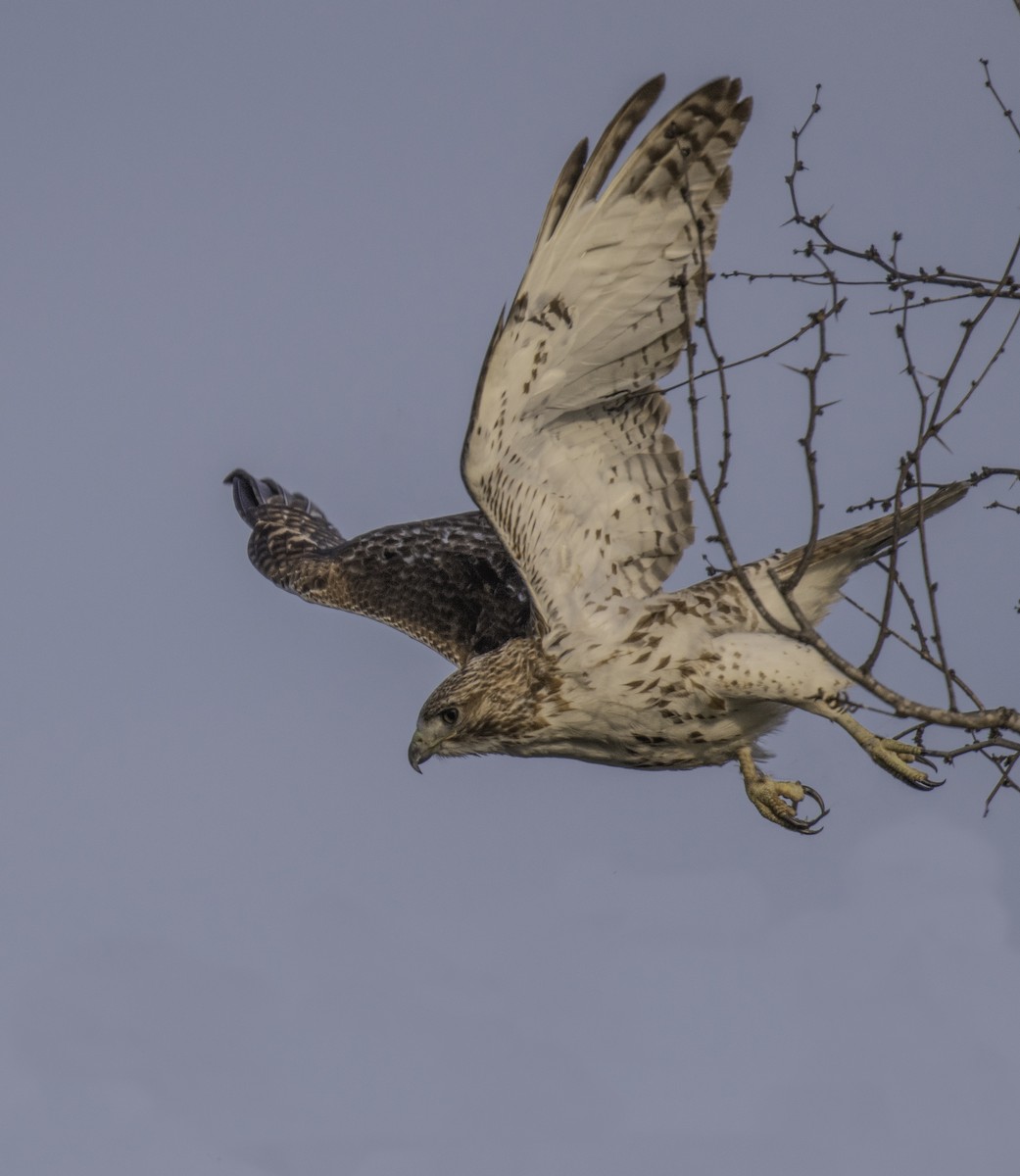 Red-tailed Hawk - ML210981411