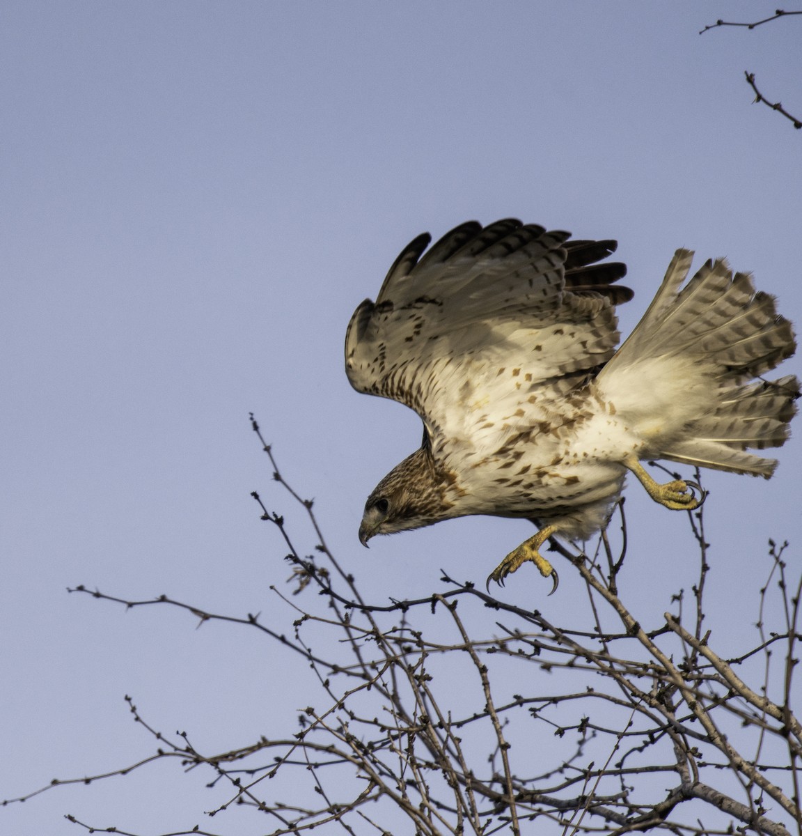 Red-tailed Hawk - ML210981441