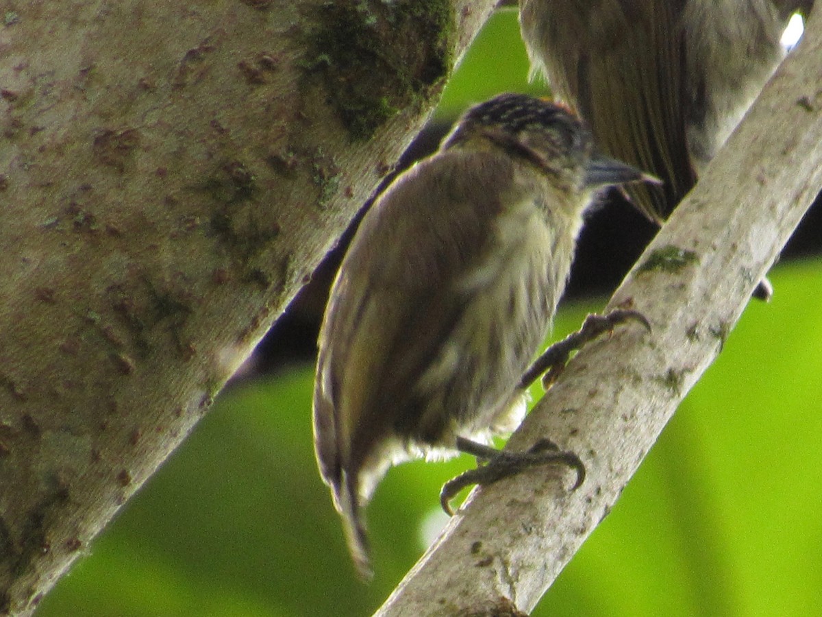 Olivaceous Piculet - ML210981601