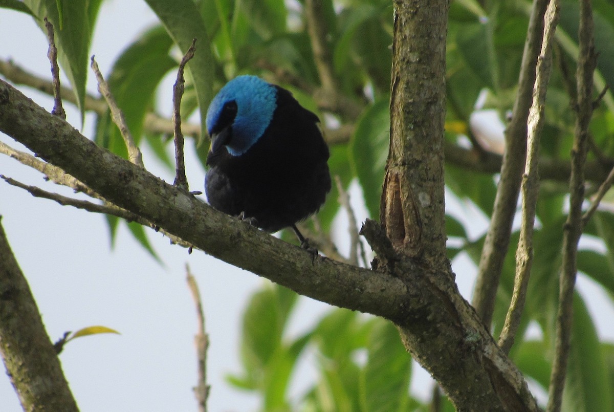 Blue-necked Tanager - ML210982421