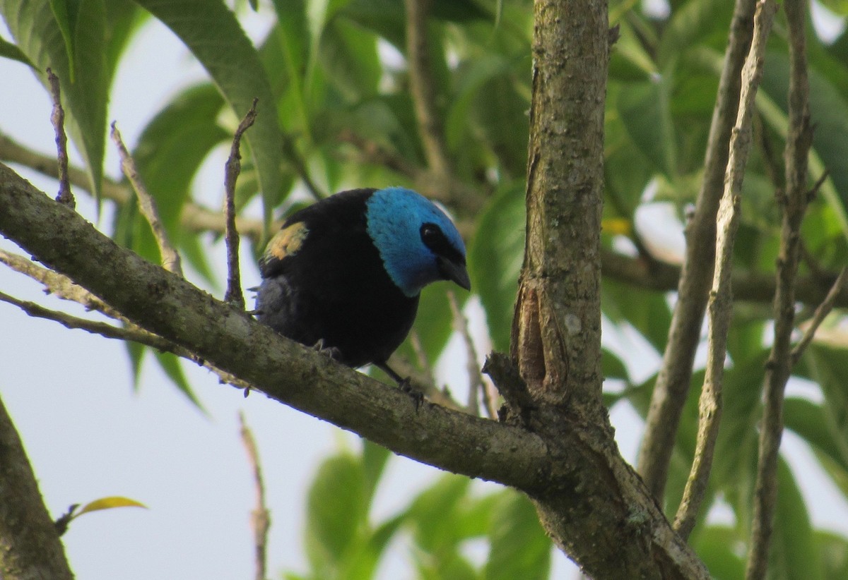 Blue-necked Tanager - ML210982681