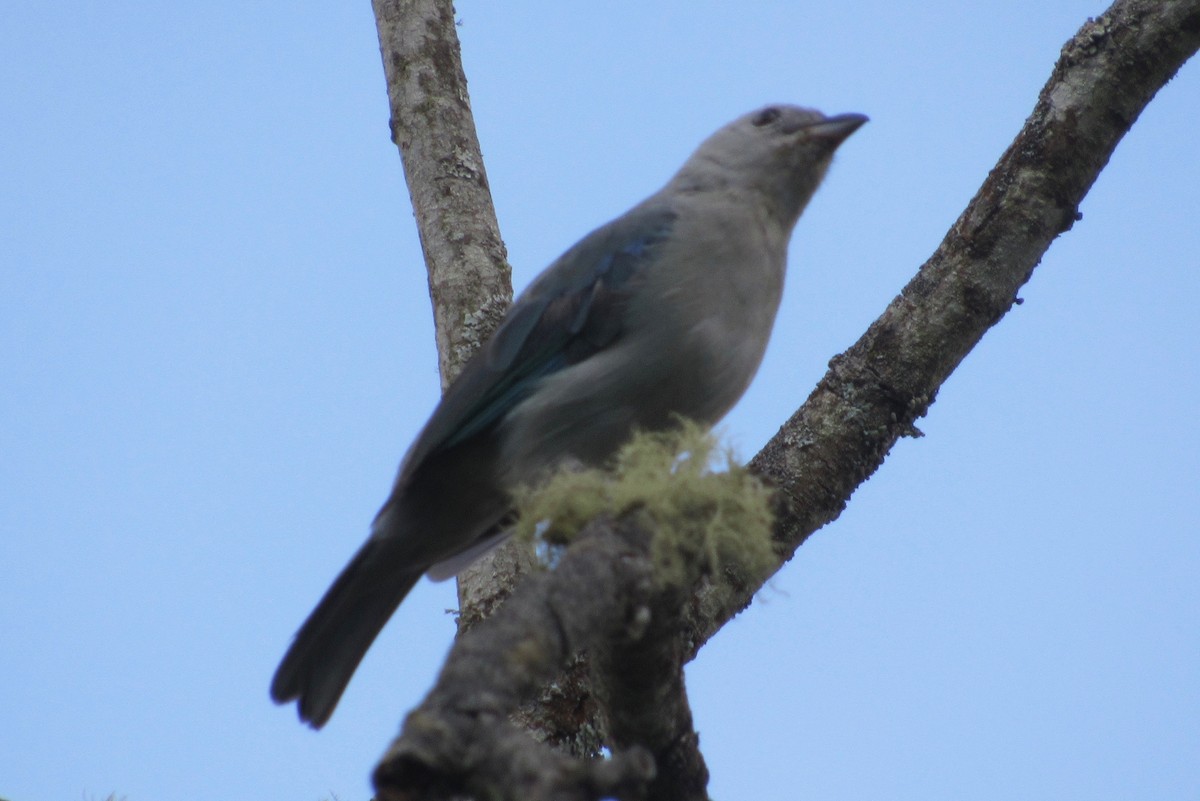 Blue-gray Tanager - ML210985351