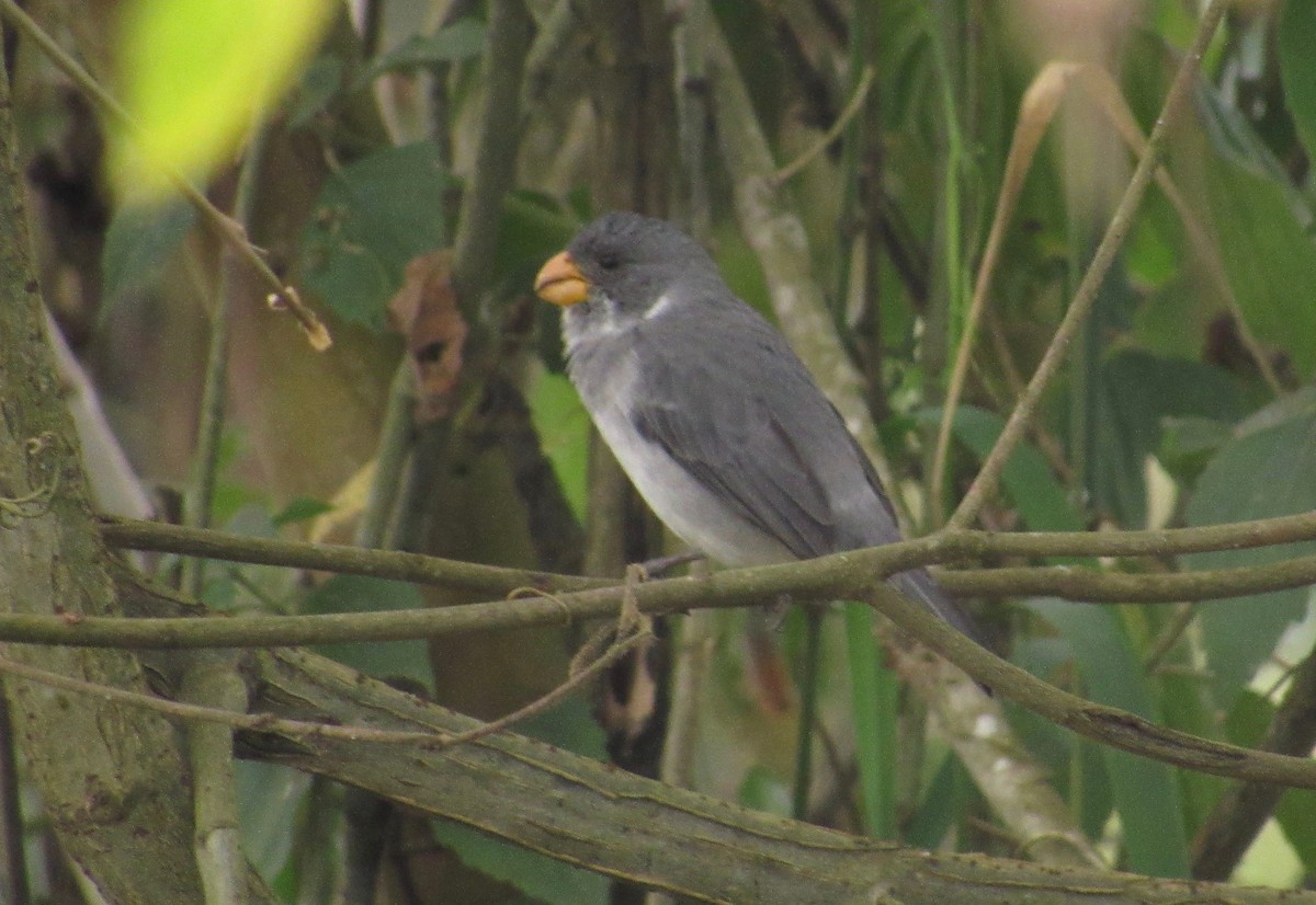Gray Seedeater - ML210986491