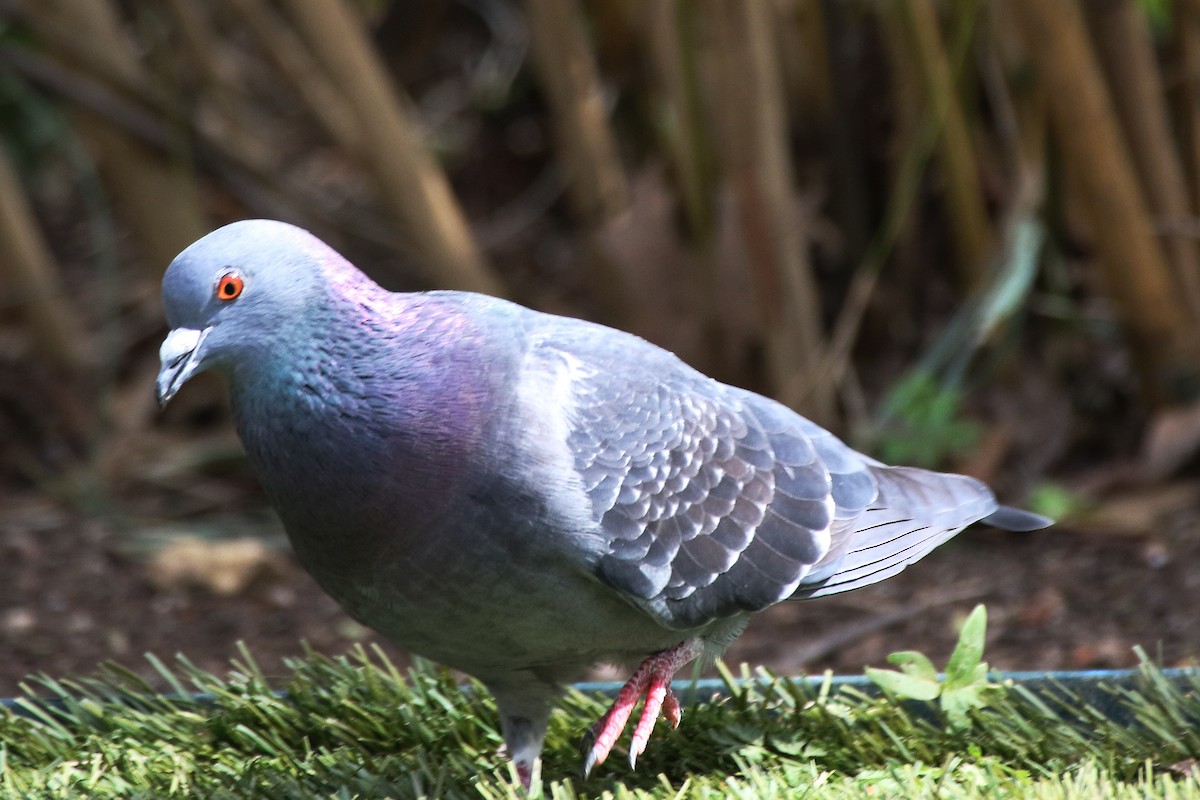 Rock Pigeon (Feral Pigeon) - ML210988301