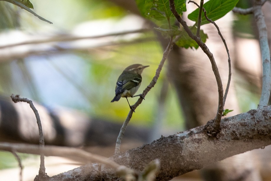 Yellow-browed Warbler - ML210993461