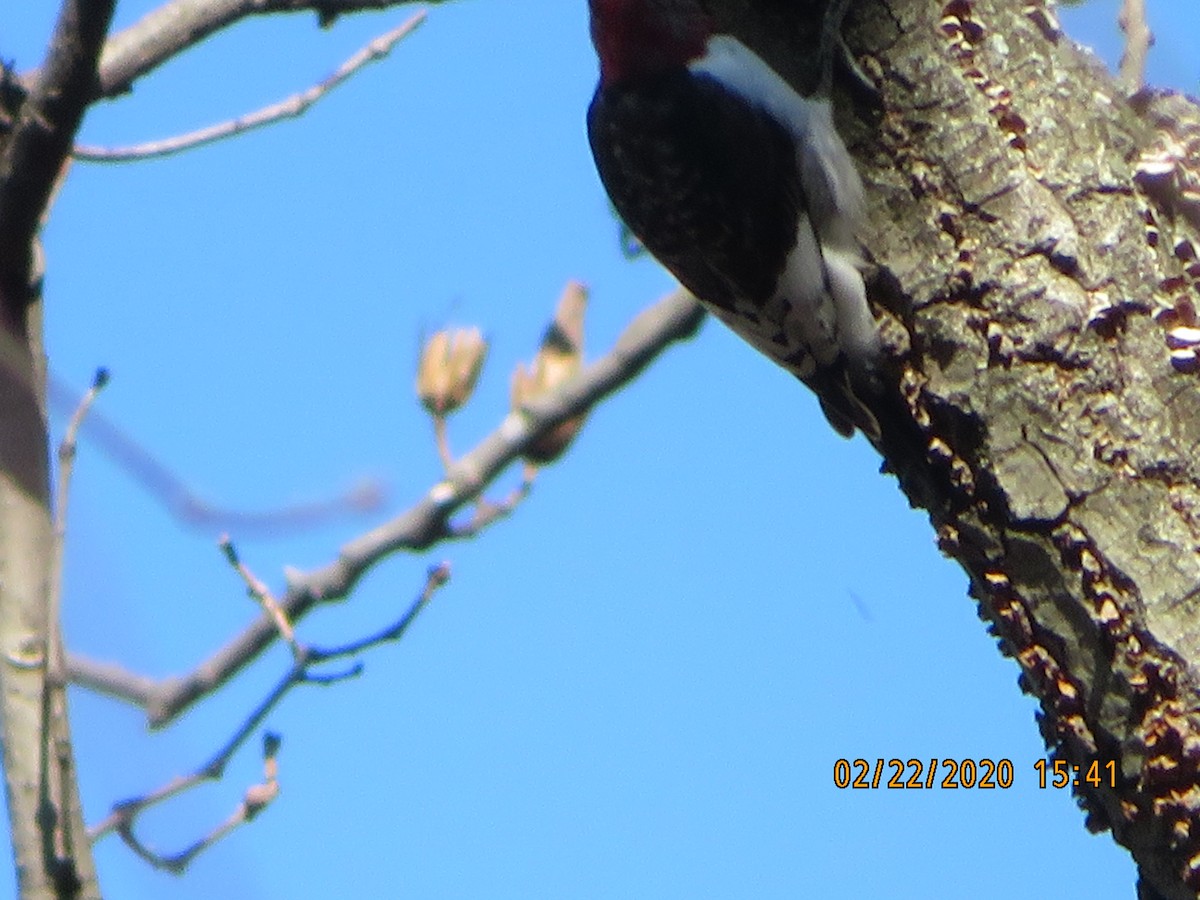 Red-headed Woodpecker - Katherine Wychulis