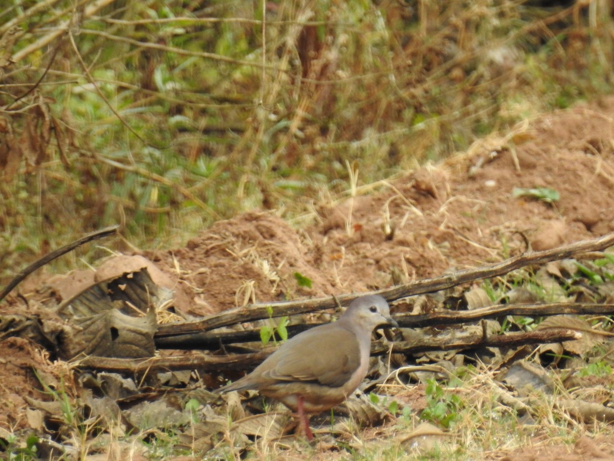 Large-tailed Dove - ML210994771