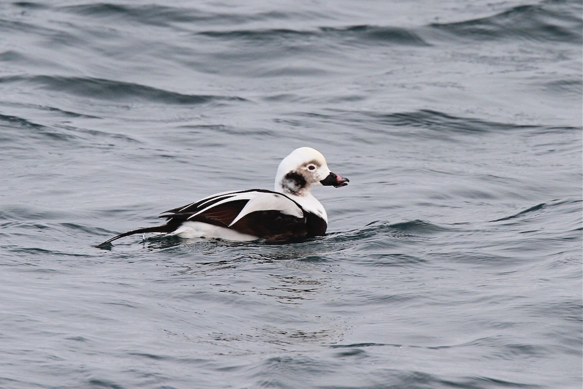 Long-tailed Duck - Detcheverry Joël