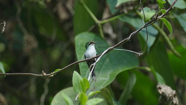 White-booted Racket-tail - ML210996851