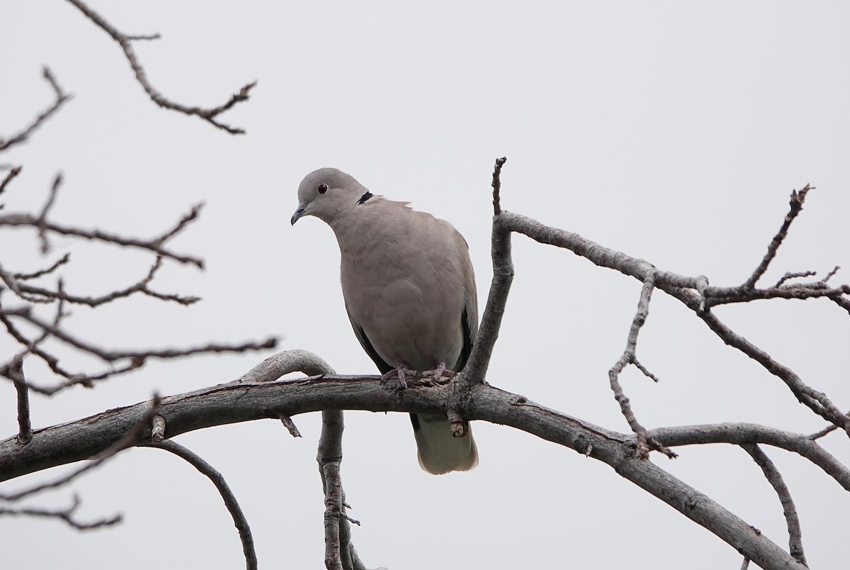 Eurasian Collared-Dove - ML211000841