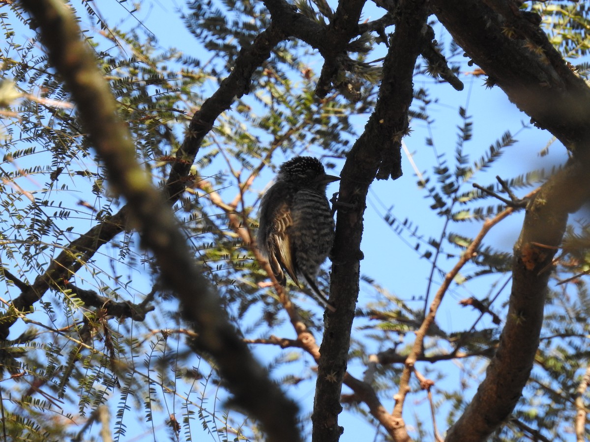 White-barred Piculet - ML211002431