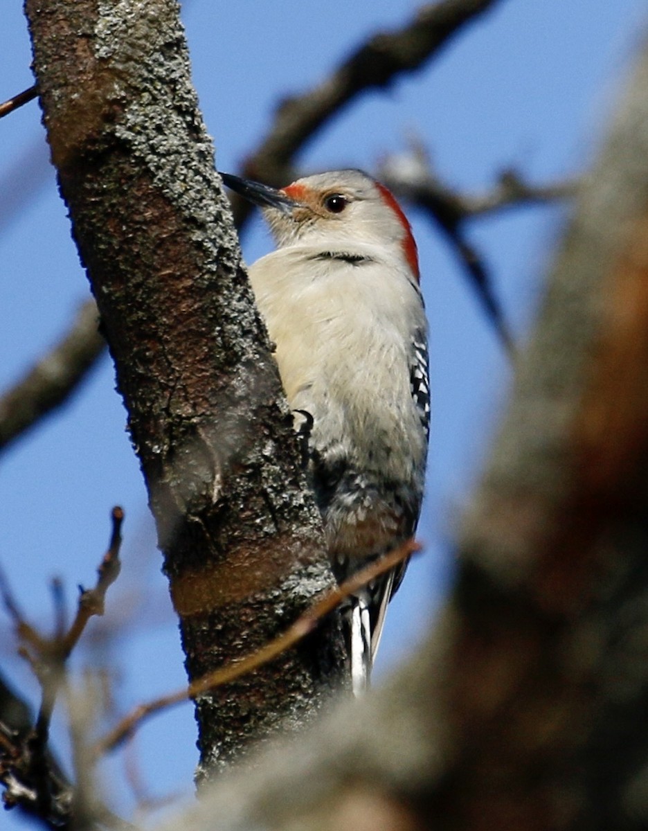 Red-bellied Woodpecker - ML211003971