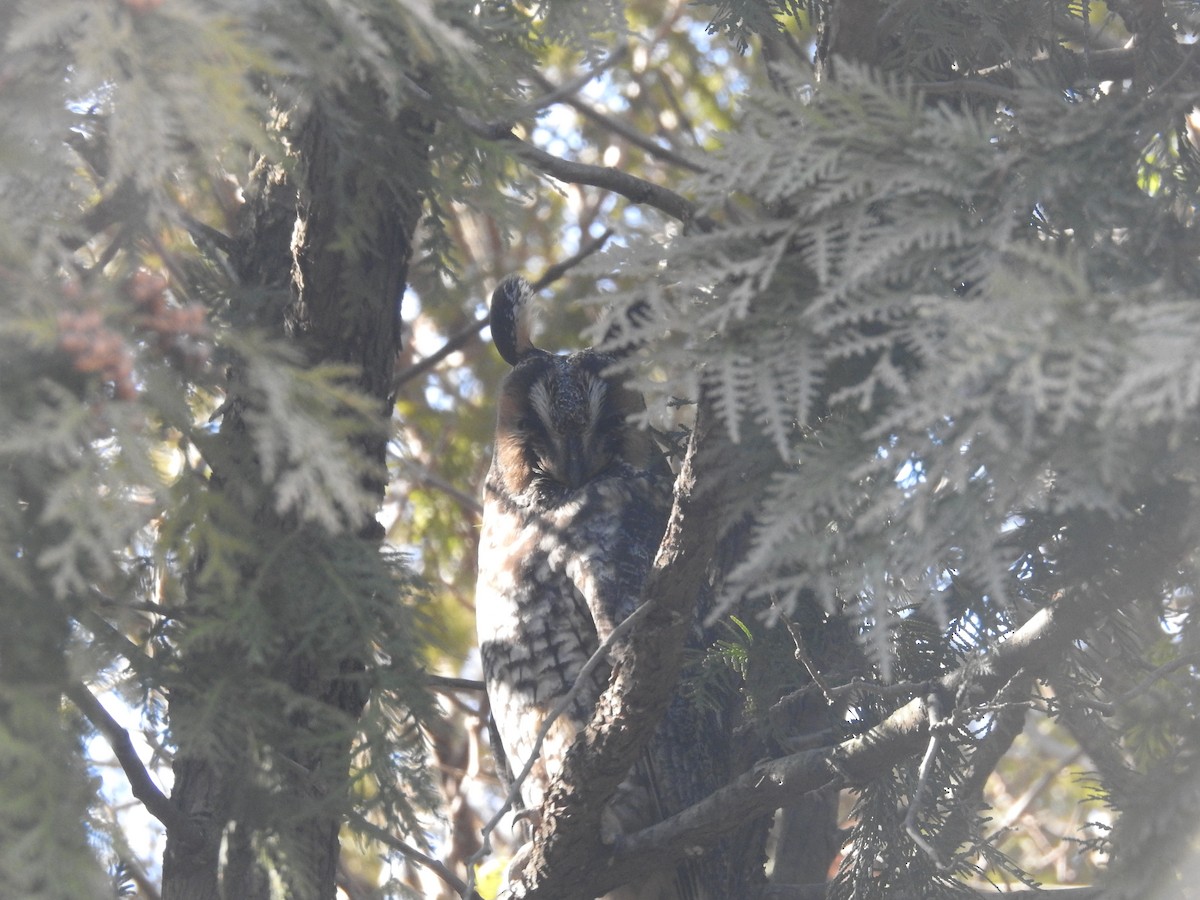 Long-eared Owl - ML211006151