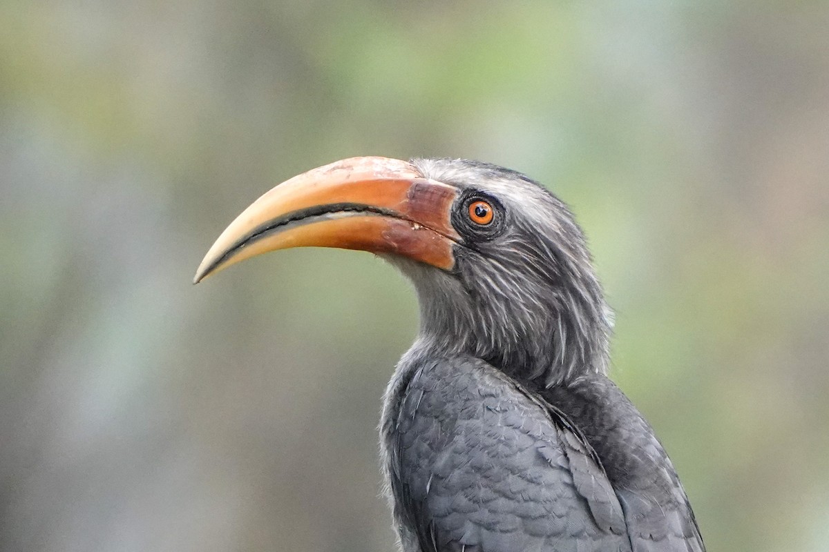 Malabar Gray Hornbill - Gretchen Locy