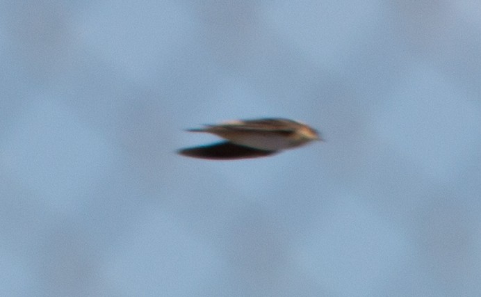 Cave Swallow - ML21101131