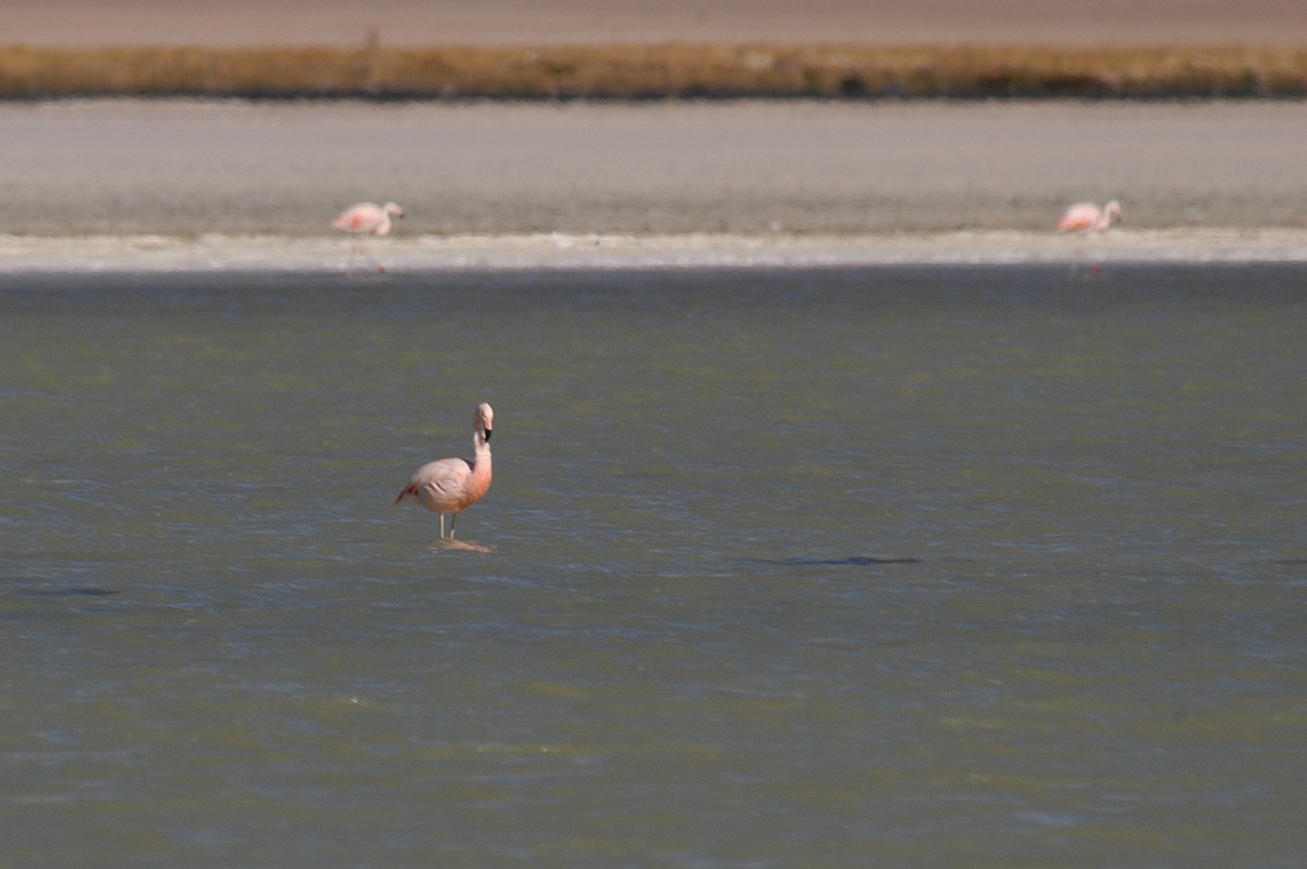 Chilean Flamingo - ML21101281