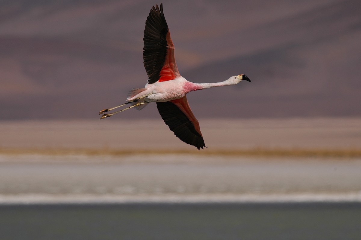 Andean Flamingo - Etienne Artigau🦩