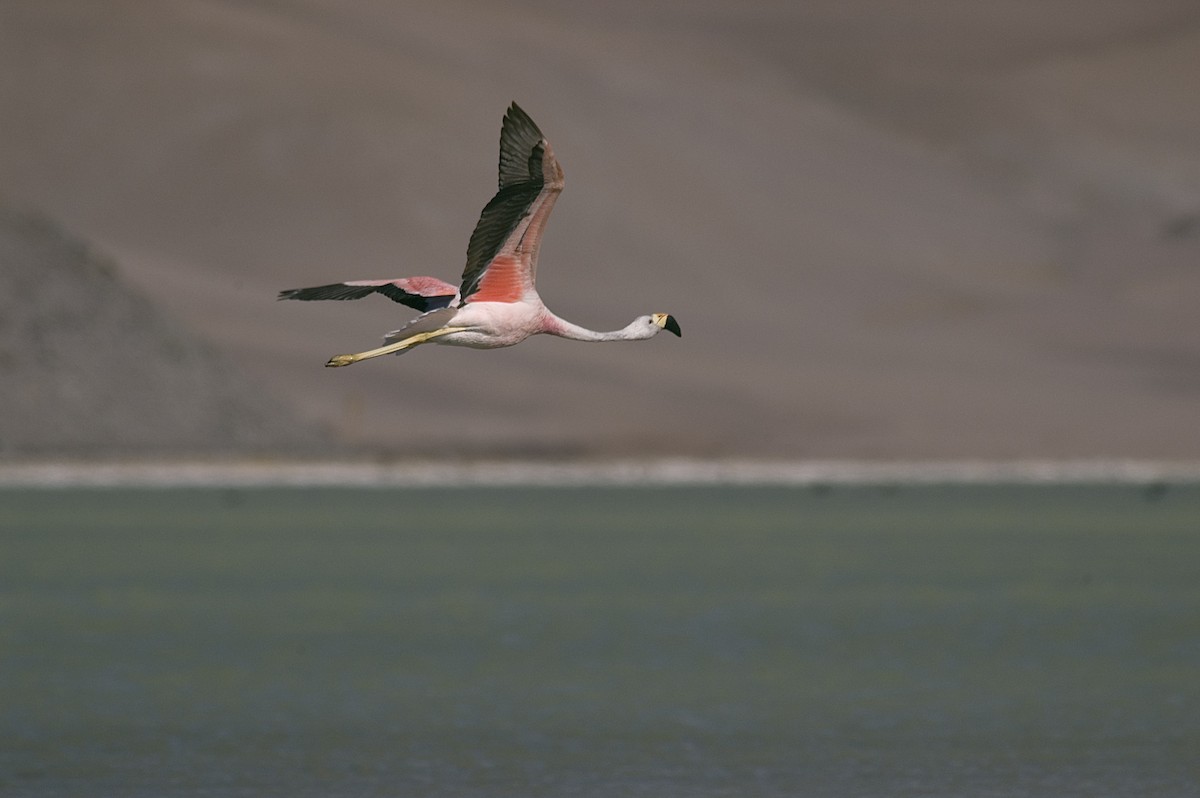 Andean Flamingo - ML21101301