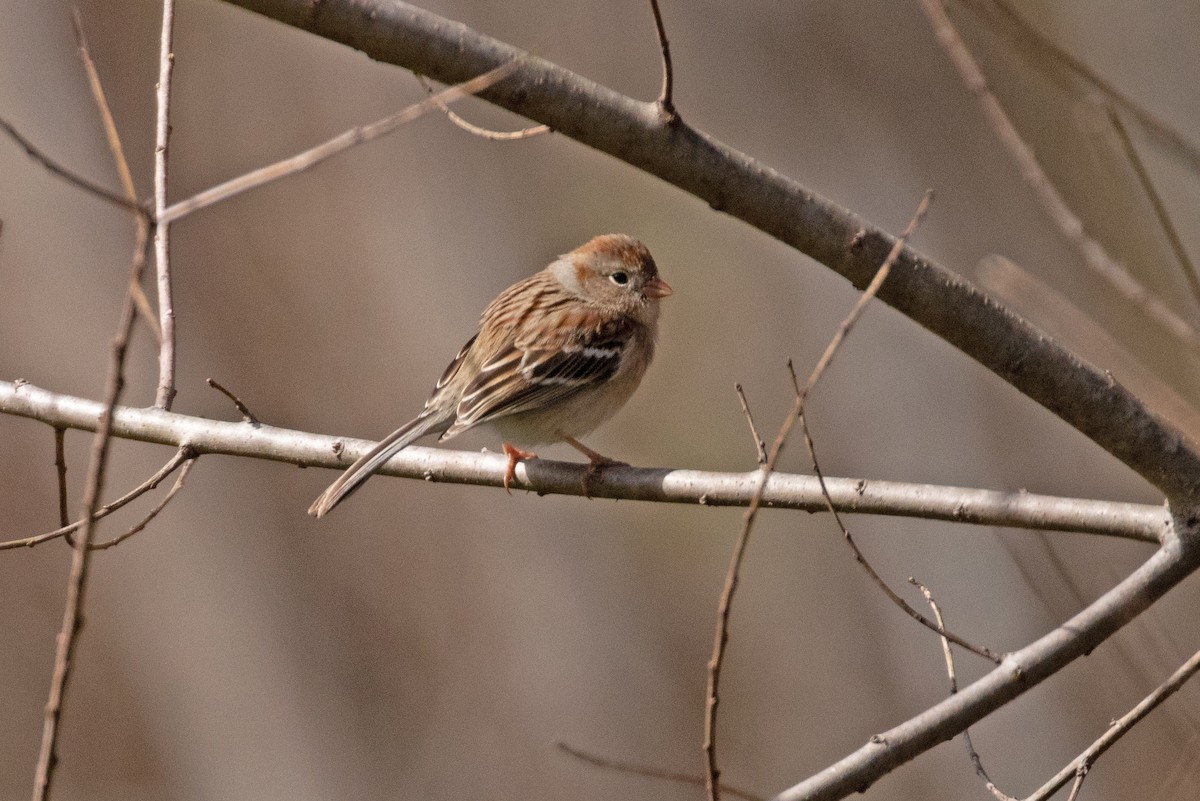 Field Sparrow - David Wetzel