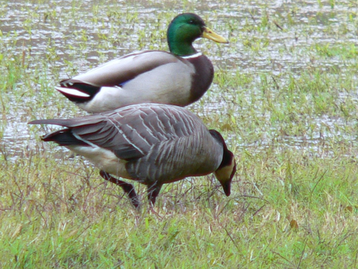 Cackling Goose (minima) - Brian Daniels