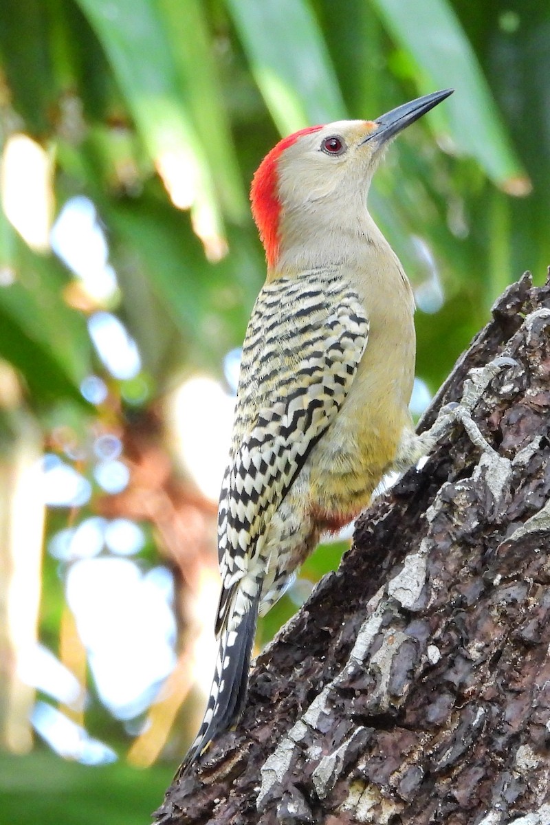 West Indian Woodpecker - Marti Horman
