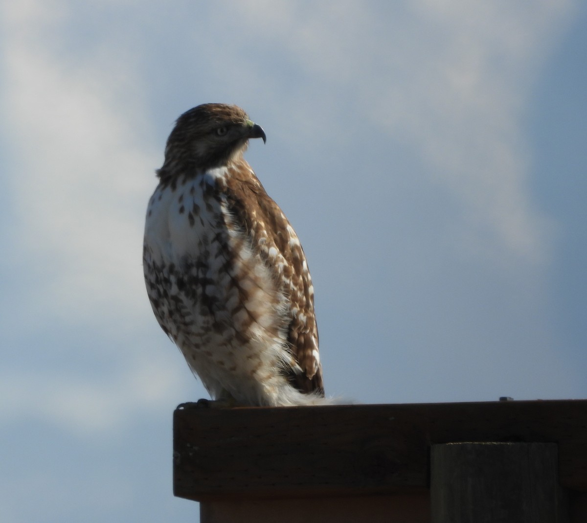 Red-tailed Hawk - Connie Misket