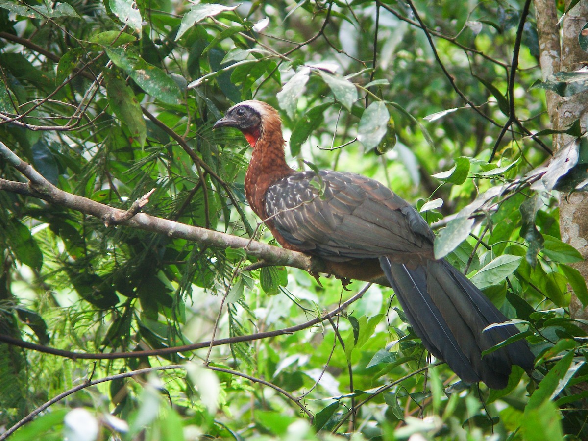 White-crested Guan - ML211025451