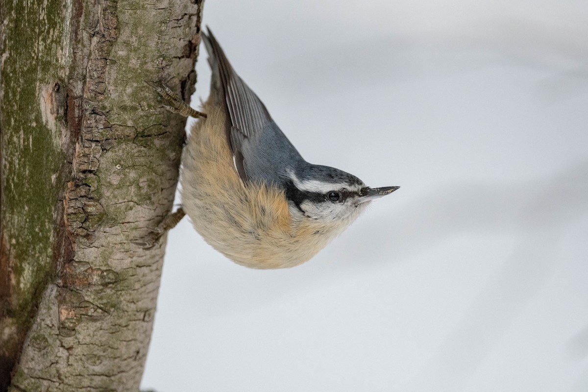 Red-breasted Nuthatch - ML211025871