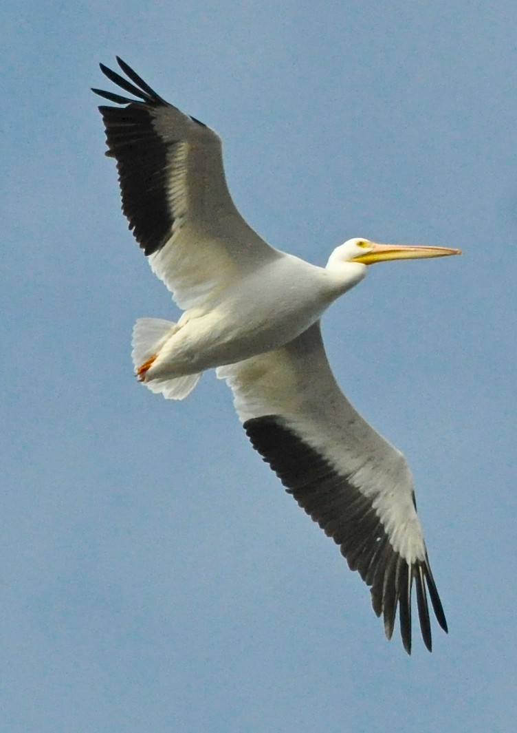 American White Pelican - ML21102941