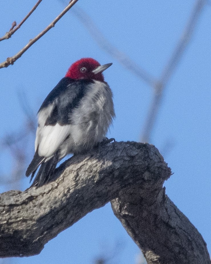 Red-headed Woodpecker - ML211036431