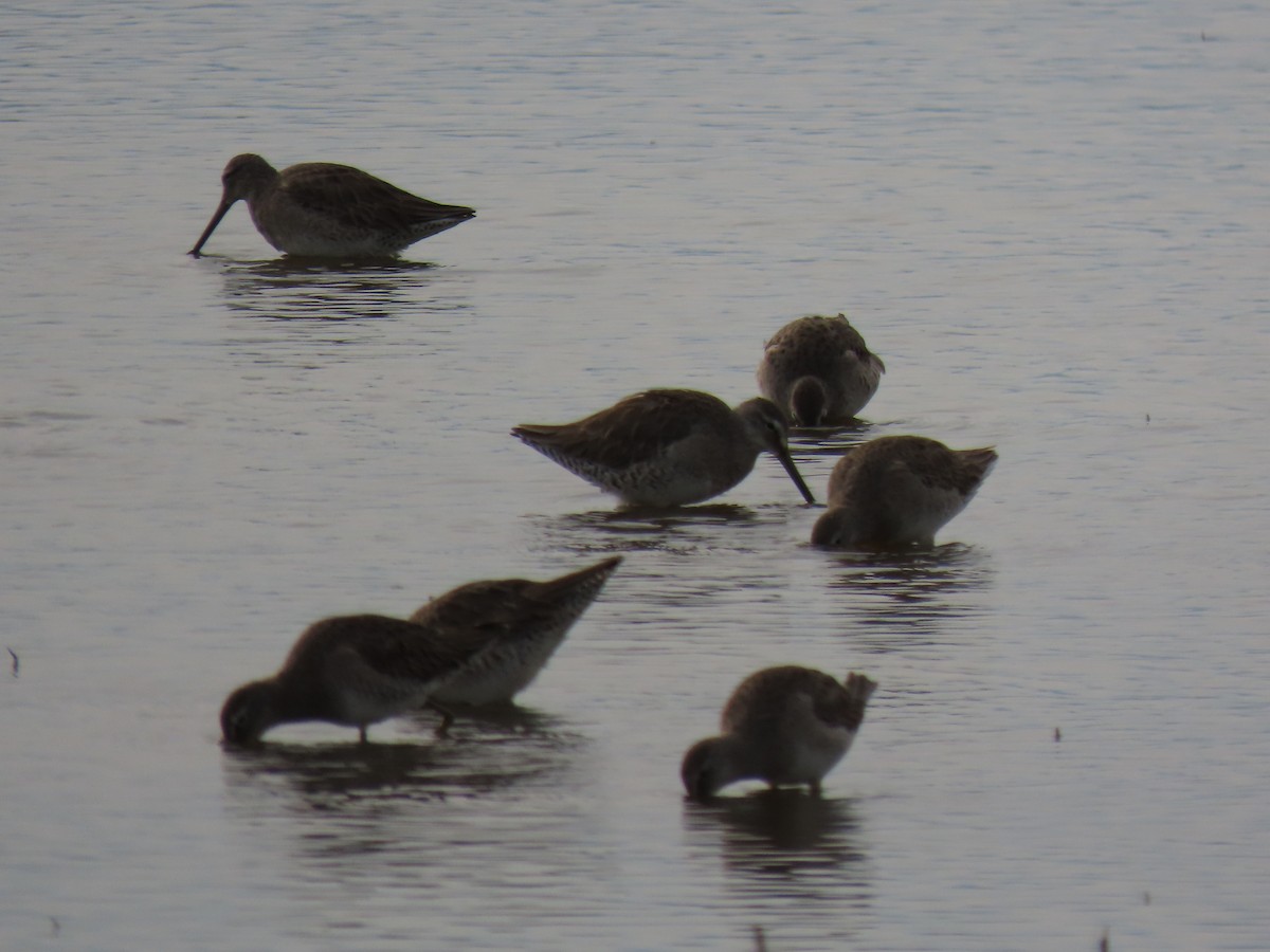 Long-billed Dowitcher - ML211036491