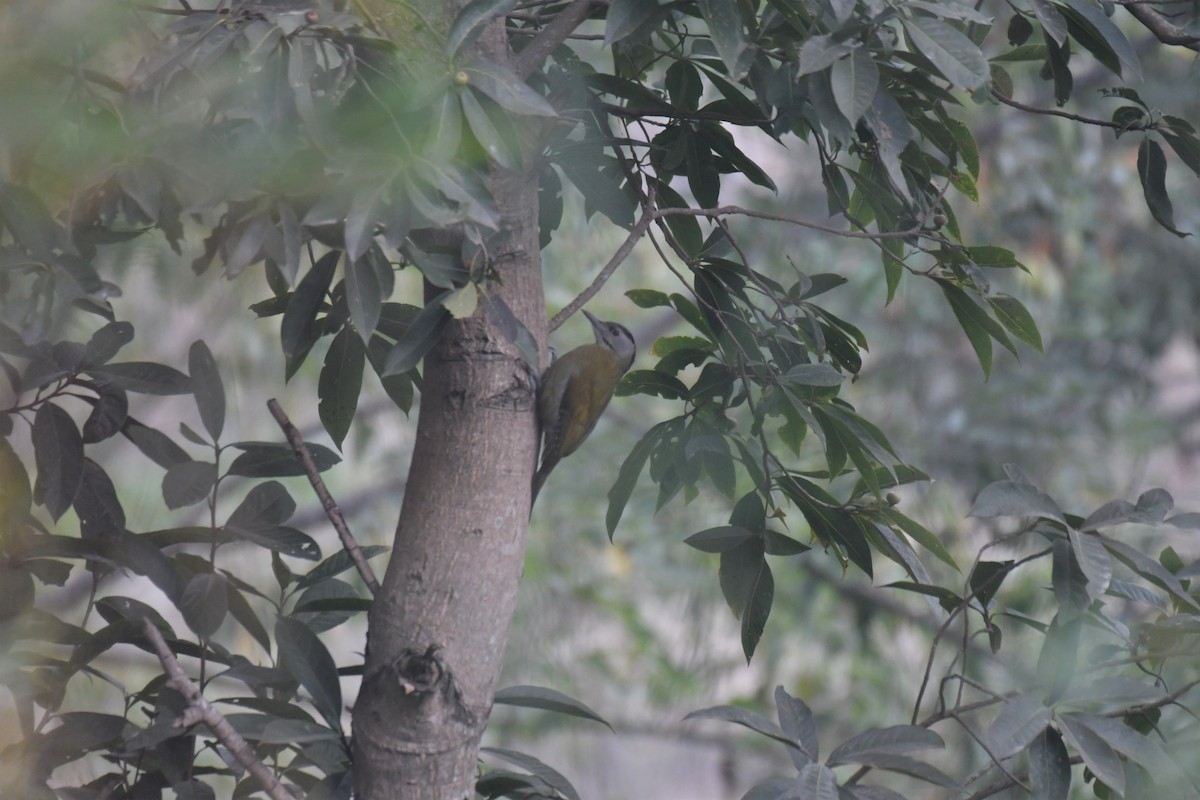 Gray-headed Woodpecker - ML211037021