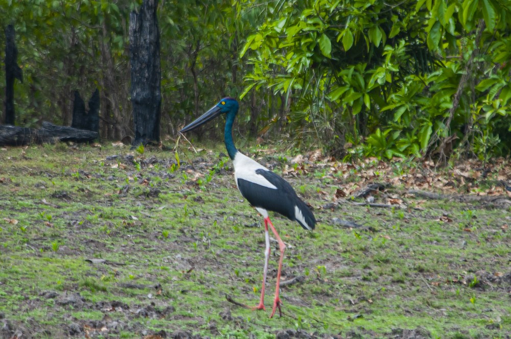 Black-necked Stork - ML211039141