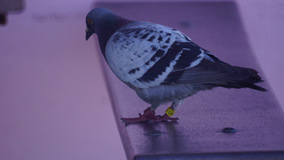 Rock Pigeon (Feral Pigeon) - Bryan White