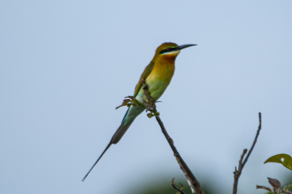 Blue-tailed Bee-eater - ML211039511