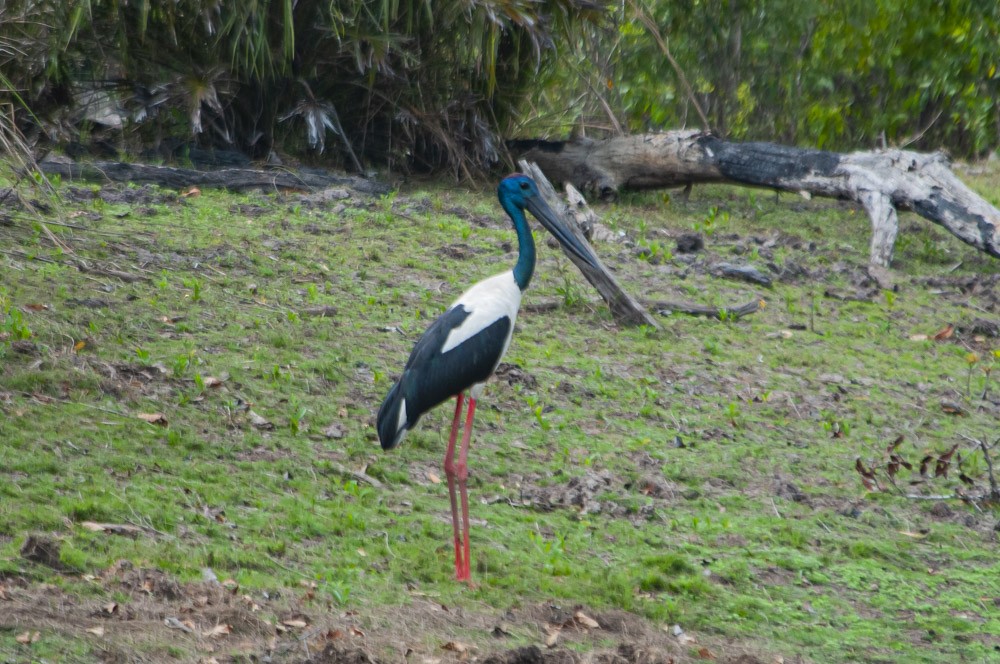 Black-necked Stork - David Bishop