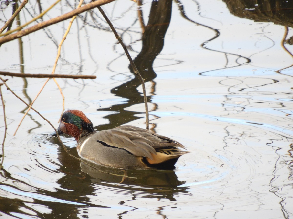 Green-winged Teal - ML211039671