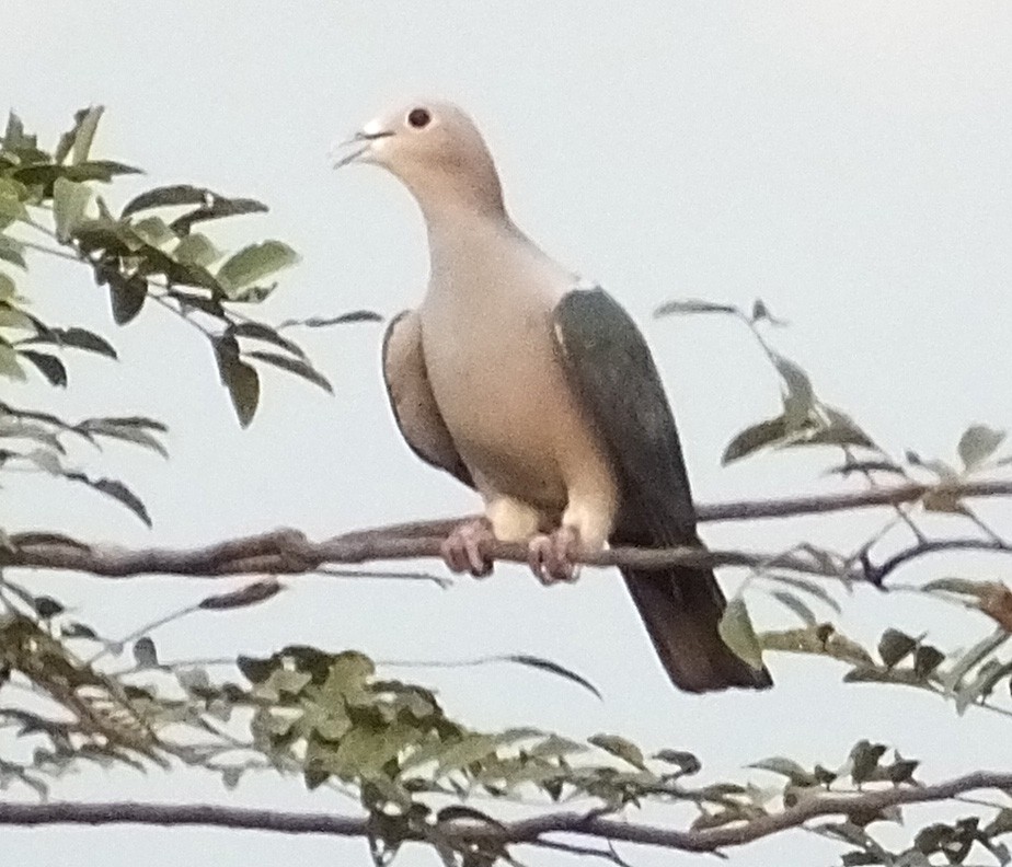 Green Imperial-Pigeon - ML211041541
