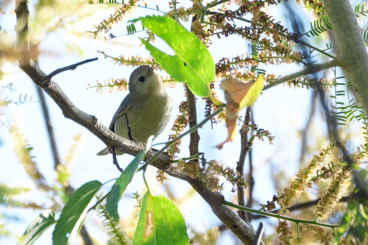 Lucy's Warbler - ML211043961