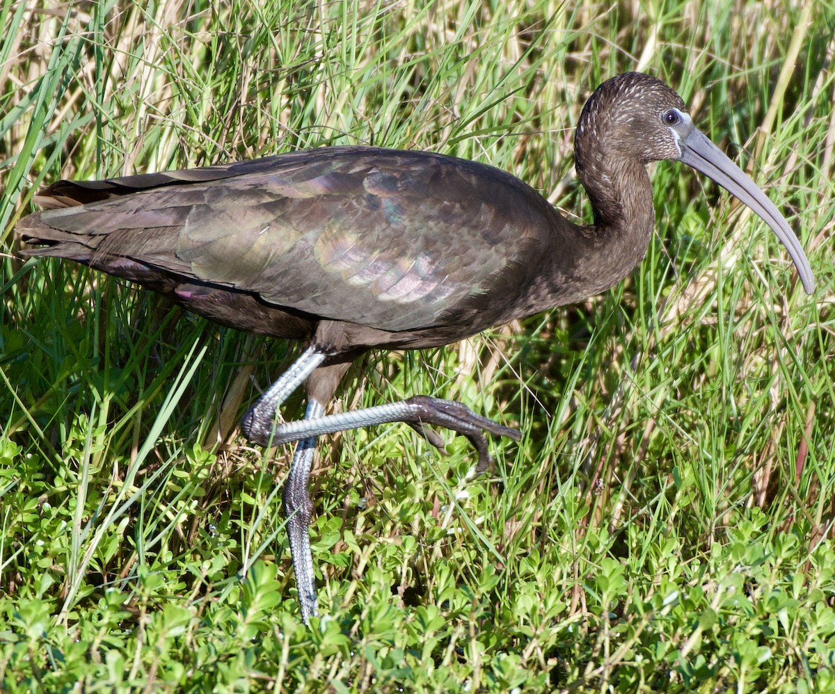 ibis hnědý - ML211047981