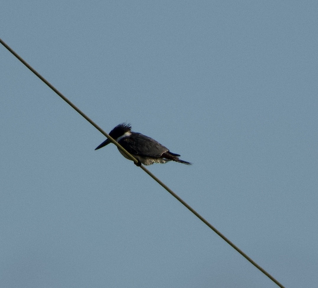 Belted Kingfisher - ML211048131
