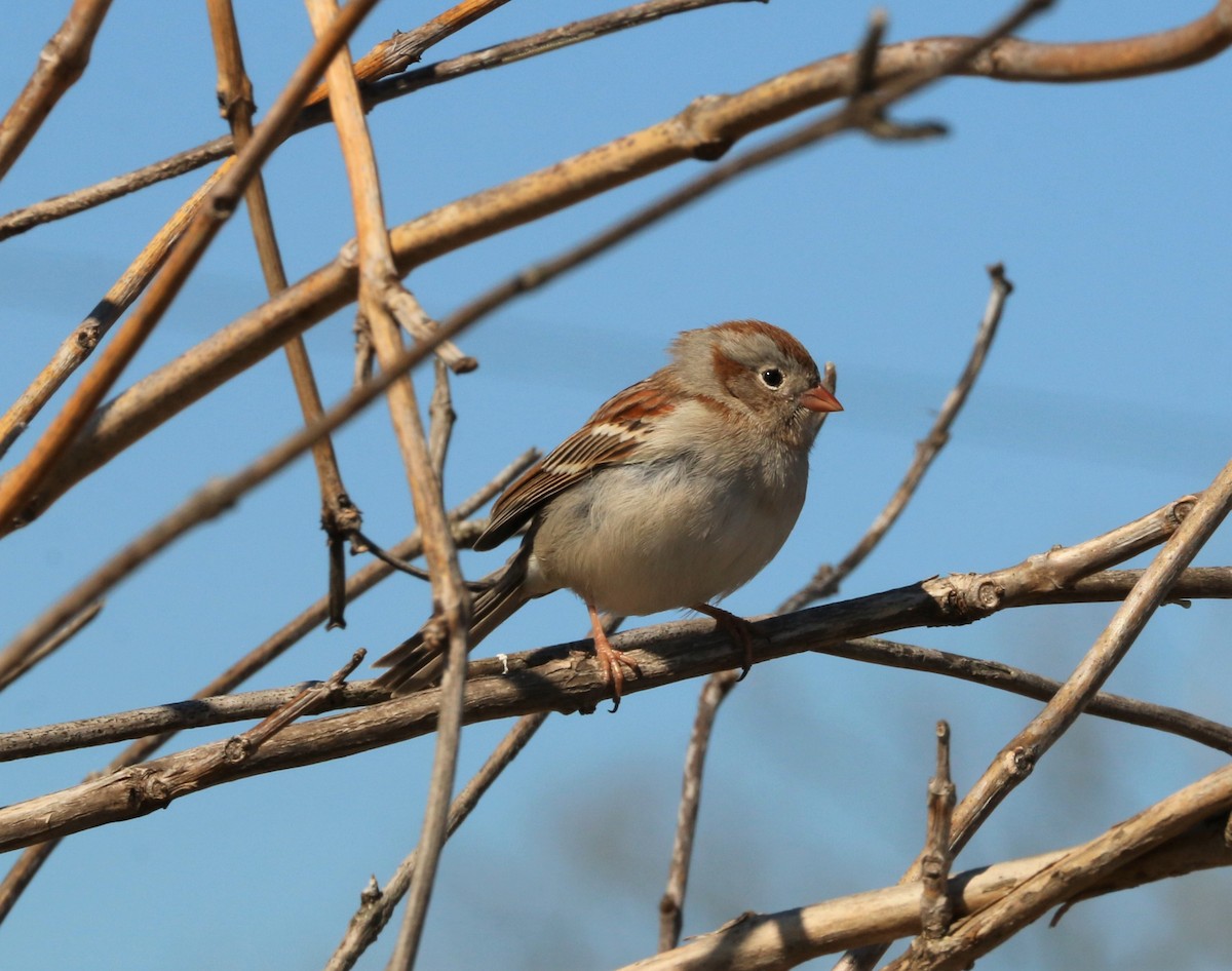 Field Sparrow - Araks Ohanyan
