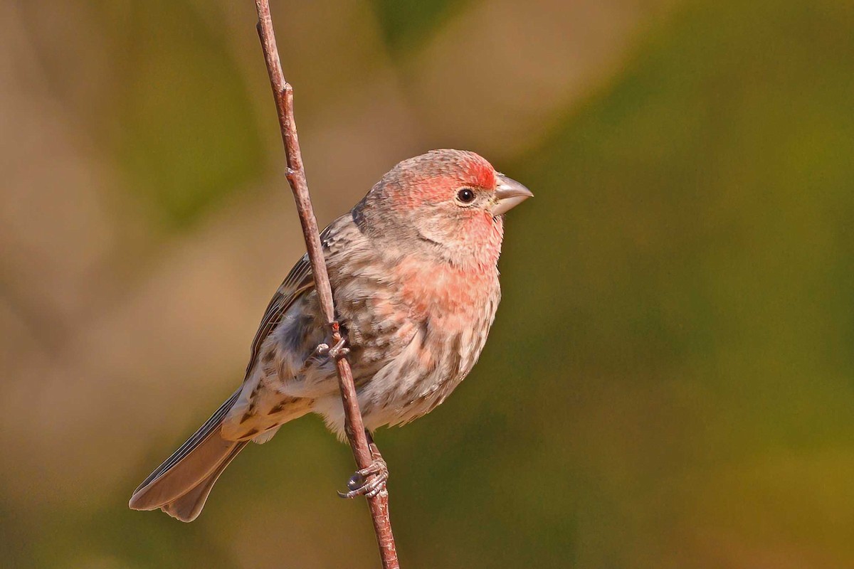 House Finch - Keith Kennedy