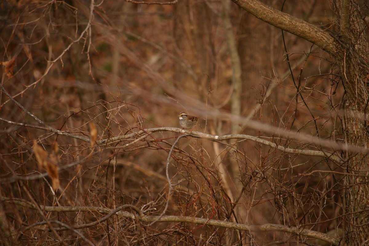 White-throated Sparrow - Chris Barrigar
