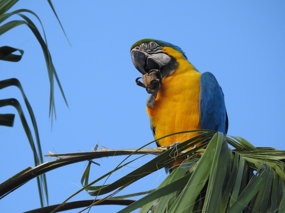 Blue-and-yellow Macaw - ML211052981